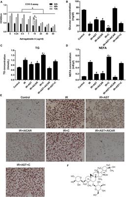 Astragaloside IV Inhibits <mark class="highlighted">Triglyceride Accumulation</mark> in Insulin-Resistant HepG2 Cells via AMPK-Induced SREBP-1c Phosphorylation
